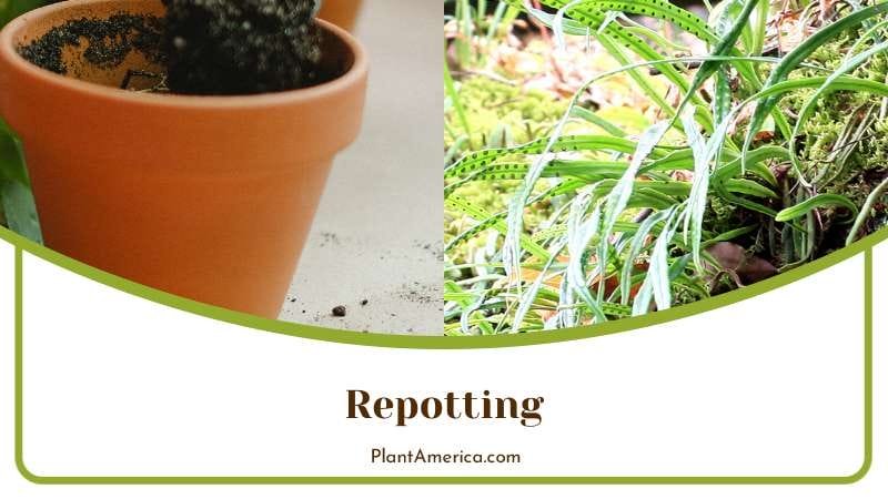Transplanting Kangaroo Fern Plant America Transplanting Kangaroo Fern Plant America