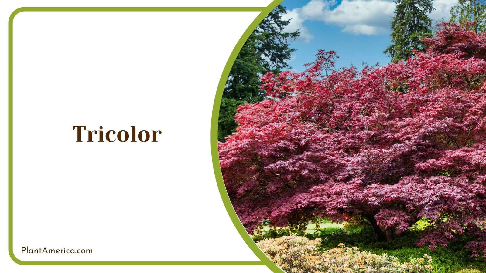 Tricolor Pink Japanese Tree PlantAmerica