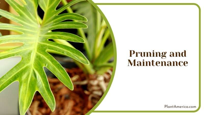 Tropical Beauty for Indoor and Outdoor Plant America
