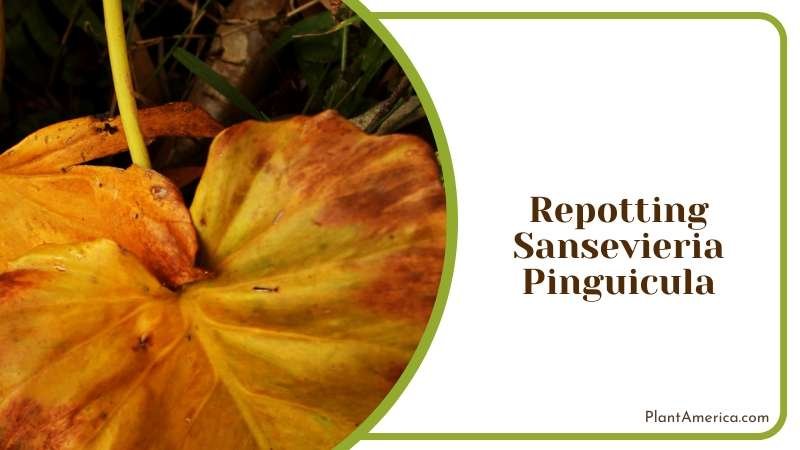 Tropical Plant with Unique Leave Plant America