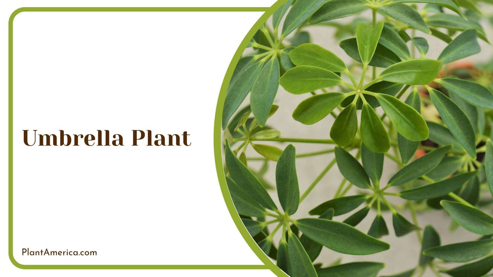 Umbrella Plant Plant America