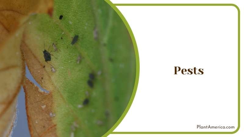 Unique Addition to Your Indoor Garden Plant America