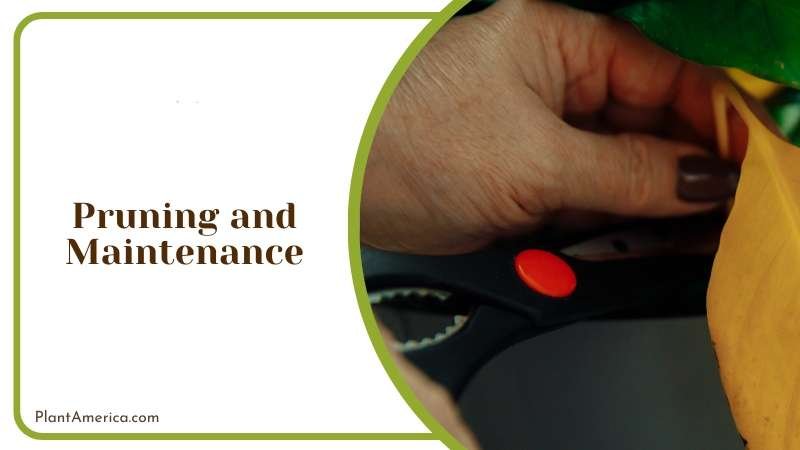 Unusual Houseplant for Any Collection Plant America