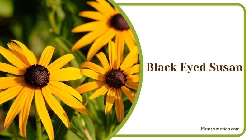Using Black Eyed Susan In Cottage Gardens Plant America Using Black Eyed Susan In Cottage Gardens Plant America