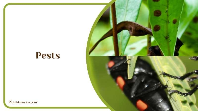 Using Neem Oil to Remove Pest on Fern Plant America Using Neem Oil to Remove Pest on Fern Plant America