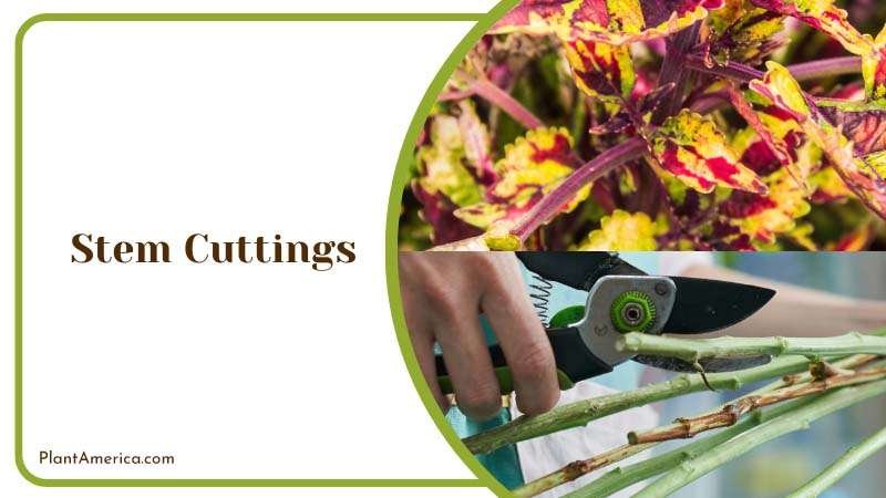 Using the Soil as A Rooting Medium Plant America Using the Soil as A Rooting Medium Plant America