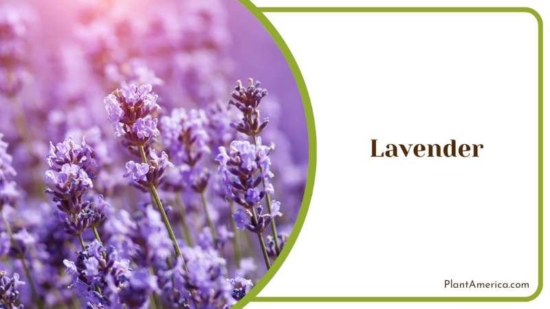 Utilizing Lavender In Garden And Home Decor Plant America Utilizing Lavender In Garden And Home Decor Plant America