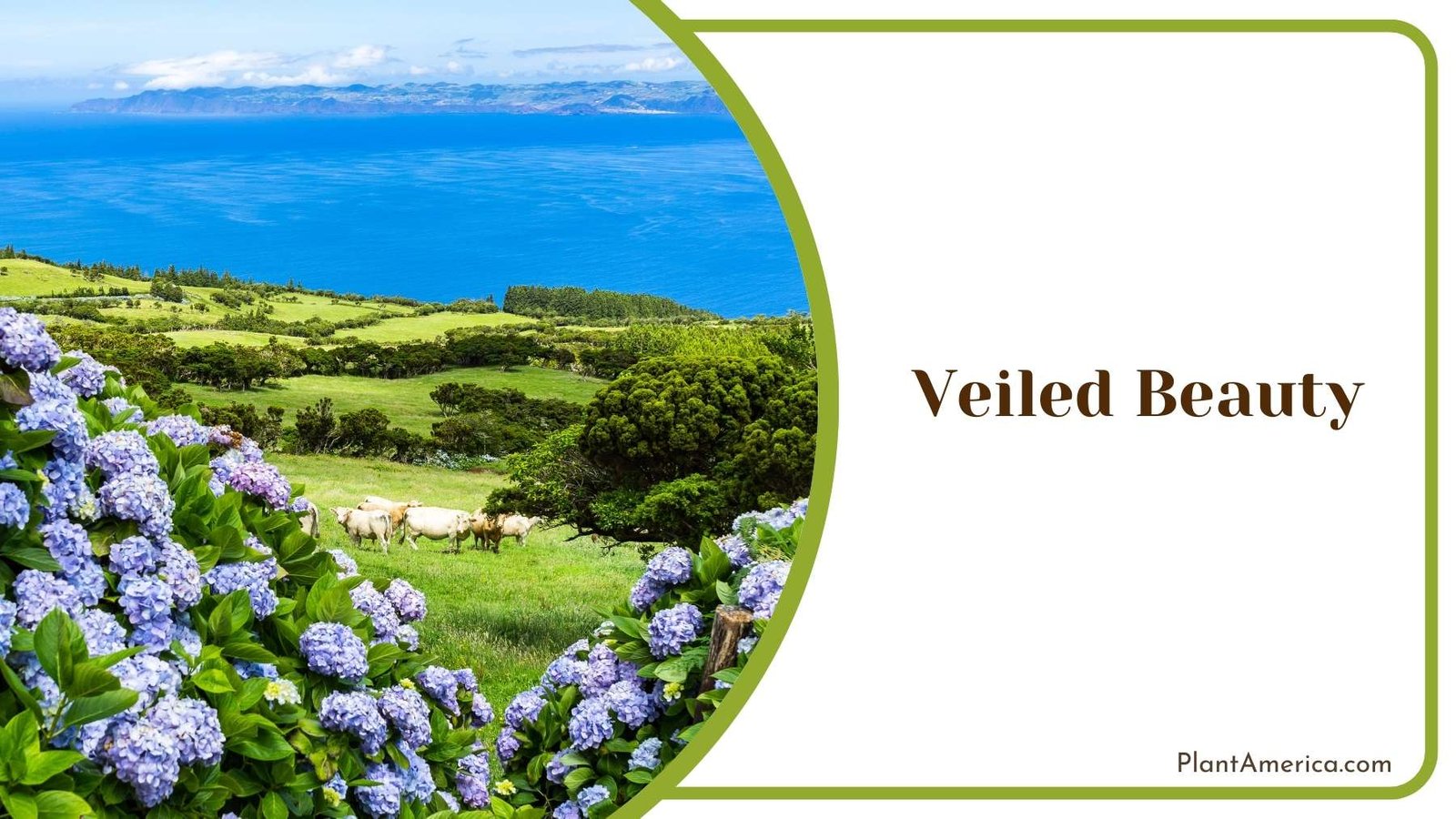 Veiled Beauty In Nature Plant America