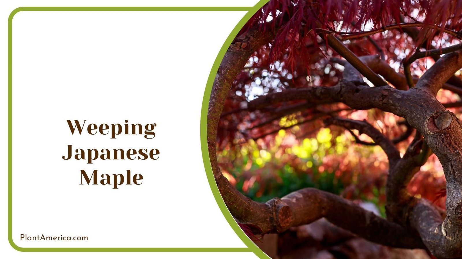 Vibrant Weeping Japanese Maple PlantAmerica