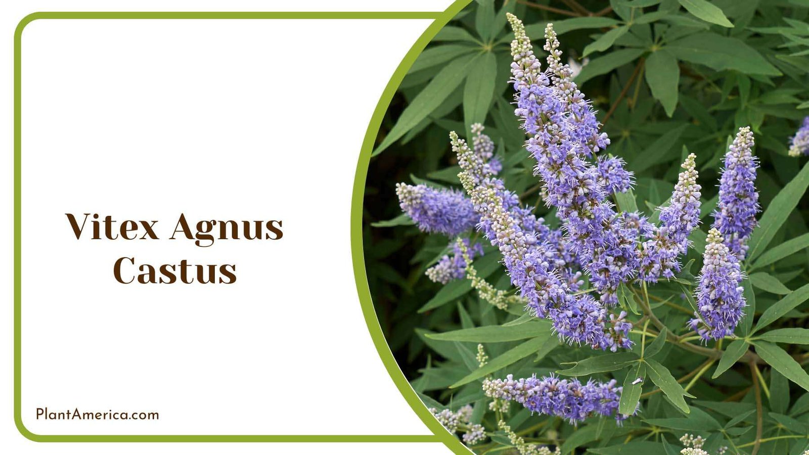 Vitex Agnus Castus Plant America