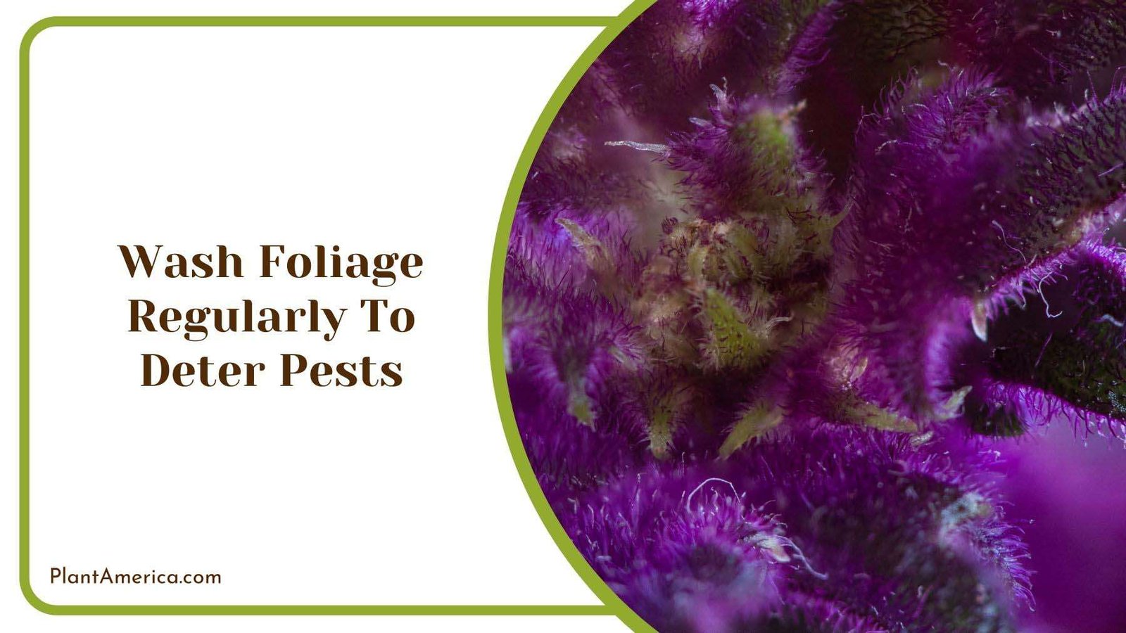 Washing Purple Passion Foliage Plant America Washing Purple Passion Foliage Plant America