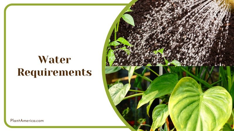 Watering Alocasia Plants ~ PlantAmerica Watering Alocasia Plants ~ PlantAmerica