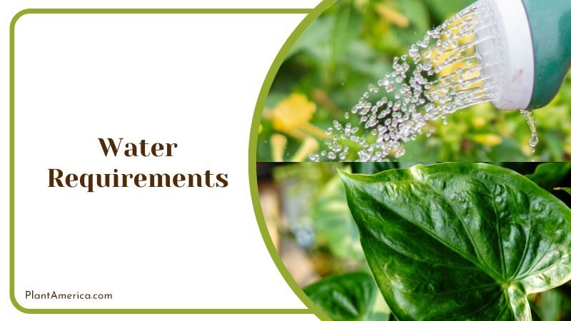 Watering Alocasia Zebrina Plants ~ PlantAmerica