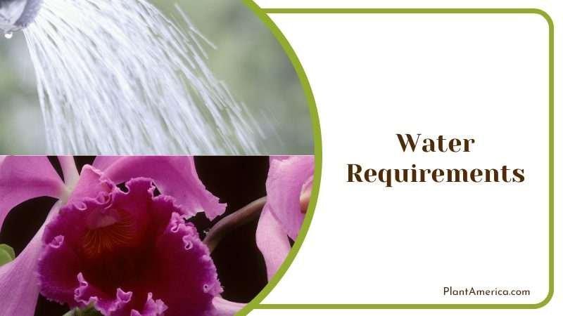 Watering Cattleya Intermedia Care PlantAmerica