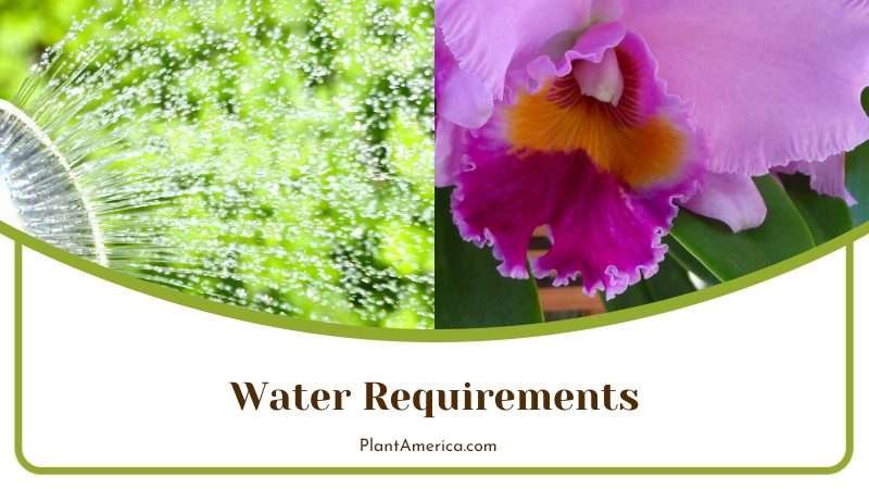 Watering Cattleya Warscewiczii PlantAmerica Watering Cattleya Warscewiczii PlantAmerica