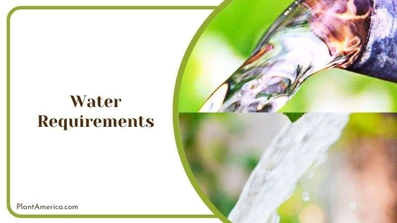 Watering Harrisii Tillandsia Plant America