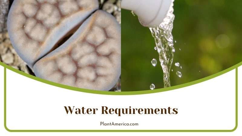 Watering Lithops Karasmontana Succulents Plant America
