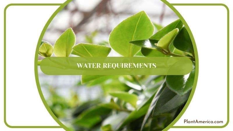 Watering Peperomia Hope Plant PlantAmerica