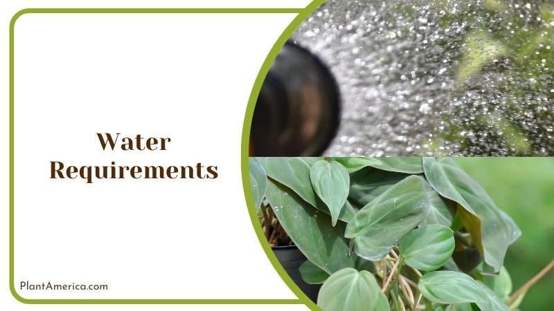 Watering Philodendron Plants Plant America