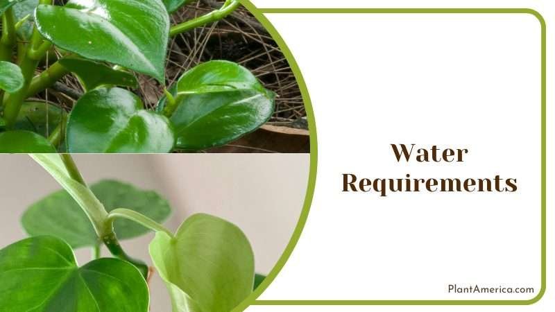 Watering Philodendron Tortum Plant America