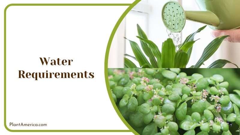 Watering Pilea Microphylla Regularly Plant America Watering Pilea Microphylla Regularly Plant America