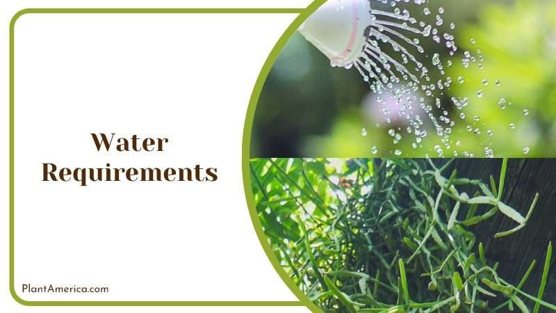 Watering Rhipsalis Paradoxa Plants Properly Plant America