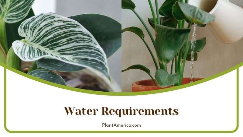 Watering White Knight Philodendron Plant America Watering White Knight Philodendron Plant America
