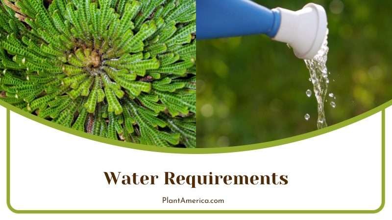 Watering the Rose of Jericho Plants Plant America