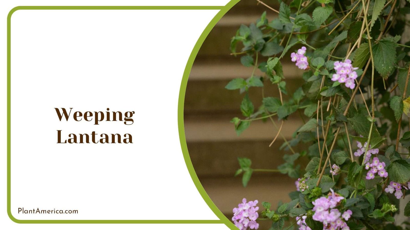 Weeping Hanging Lantana Flower Plant America