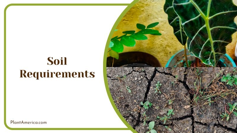 Well Draining Potting Soil ~ PlantAmerica