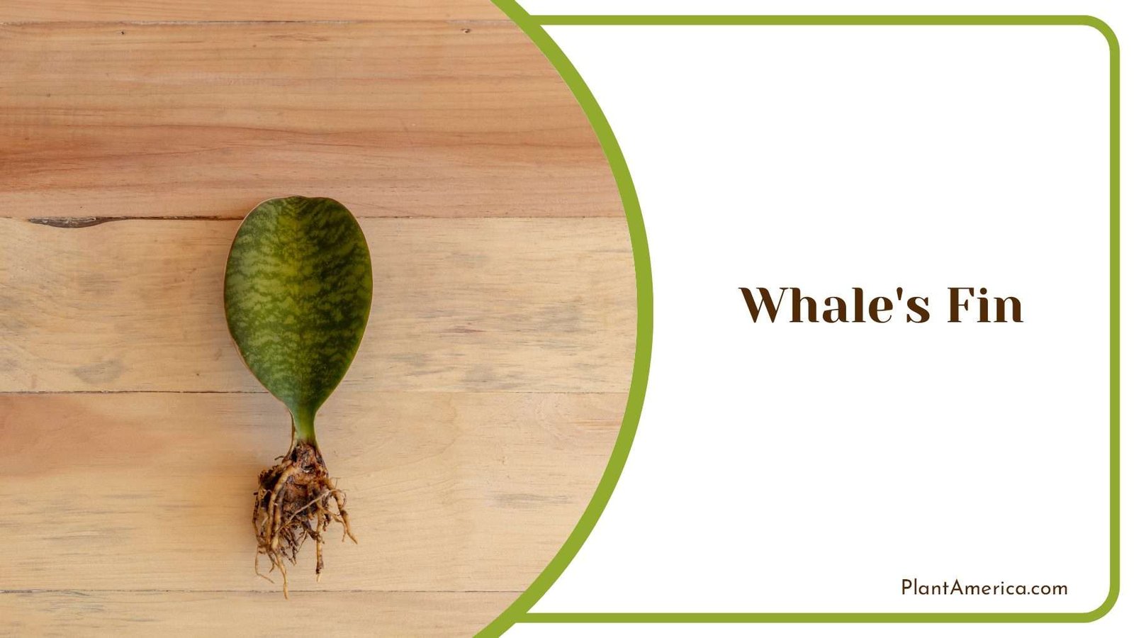 Whale s Fin For Planting Plant America