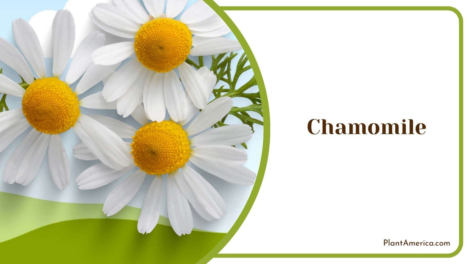 White Chamomile Yellow Center Plant America