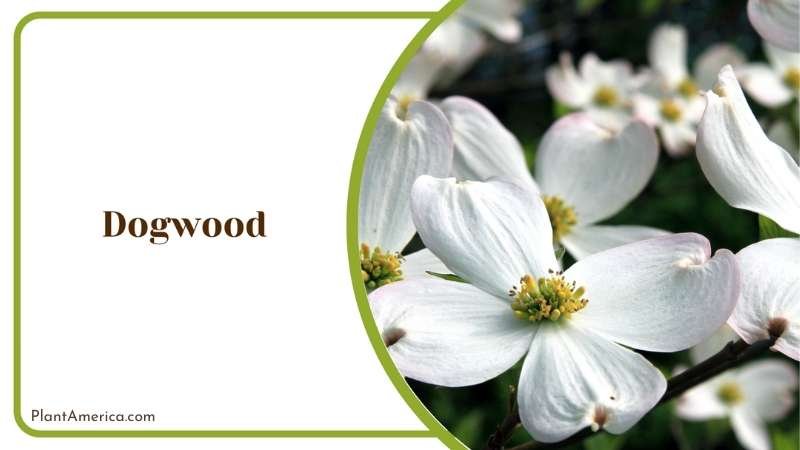 White Dogwood With Yellow Center Plant America
