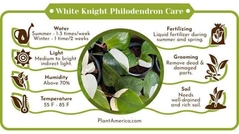 White Knight Philodendron Care Infographic Plant America Philodendron White Knight Care Guide and Growing Tips