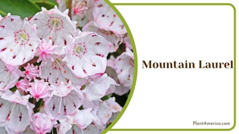 White Mountain Laurel Plant America