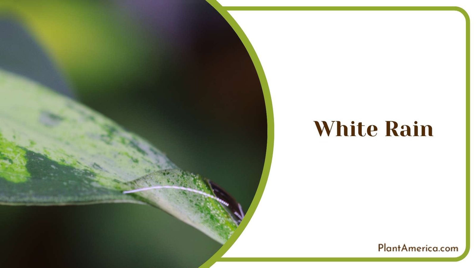 White Rain A Trusted Hair Care Brand PlantAmerica