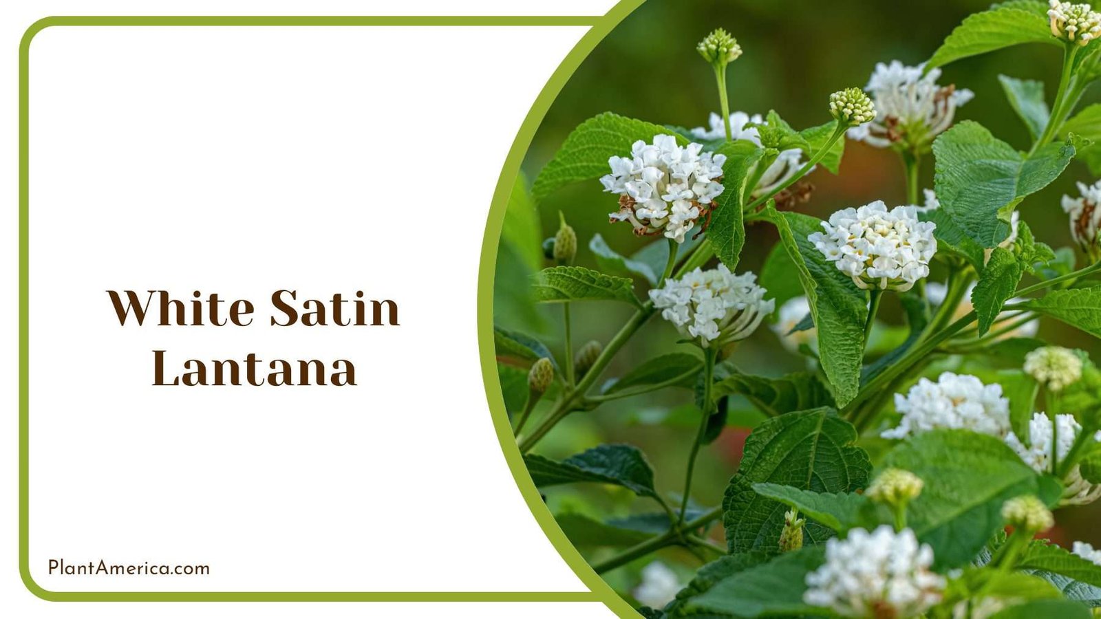 White Satin Lantana Plant America