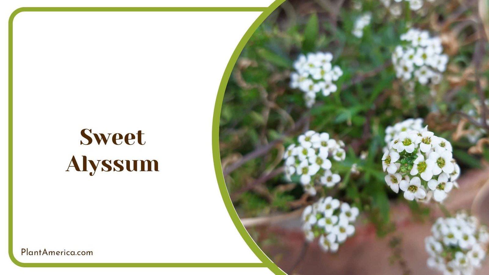 White Sweet Alyssum Plant America