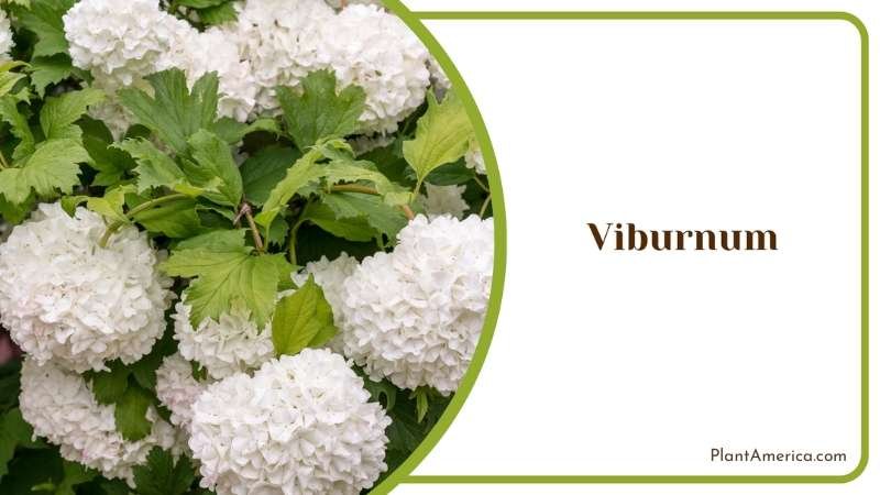 White Viburnum Bushes Plant America