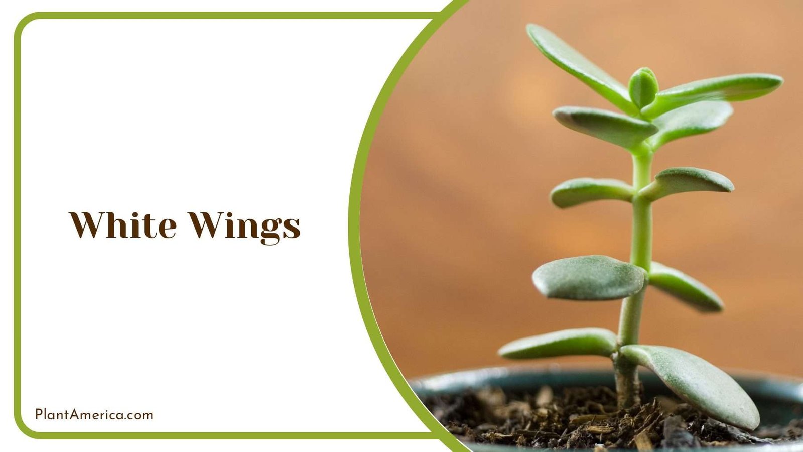 White Wings Green Leaves Plant America