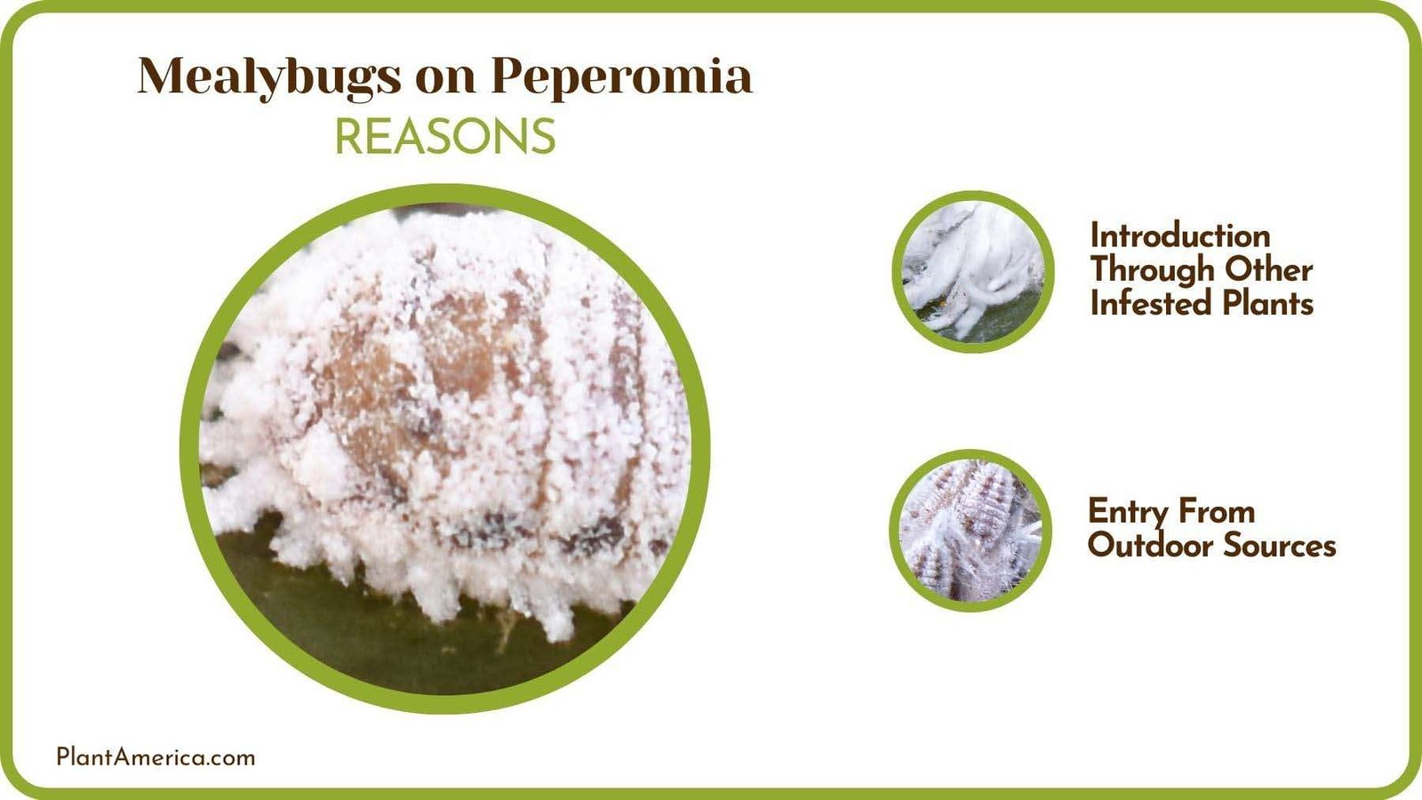 Why Are There Mealybugs on Peperomia Plant America