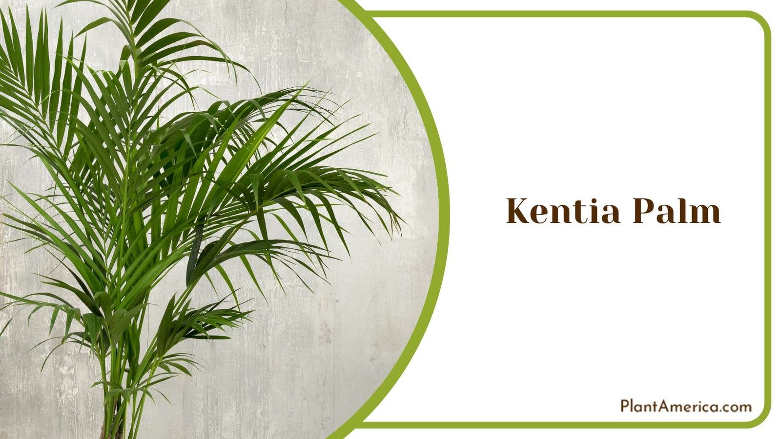 Wonderful Kentia Palms Plant America