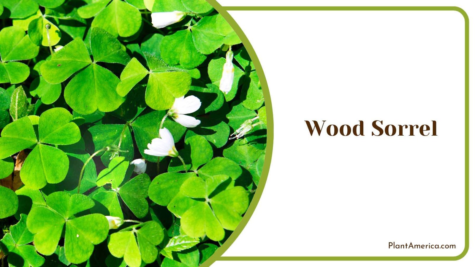 Wood Sorrel Ground Covers Plant America