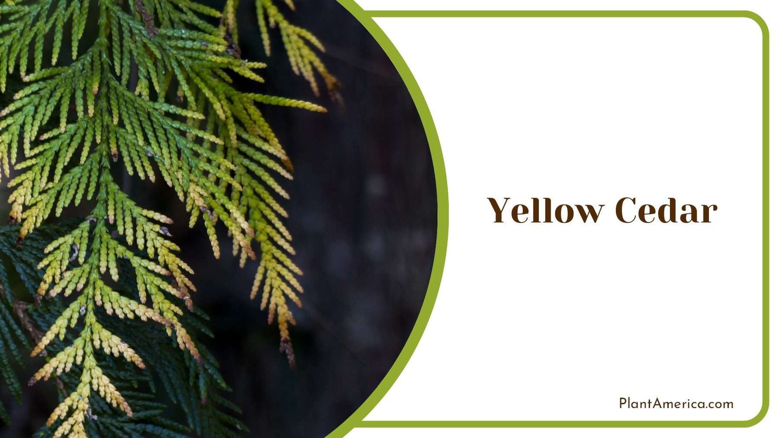 Yellow Cedar With Grayish Green Needles PlantAmerica