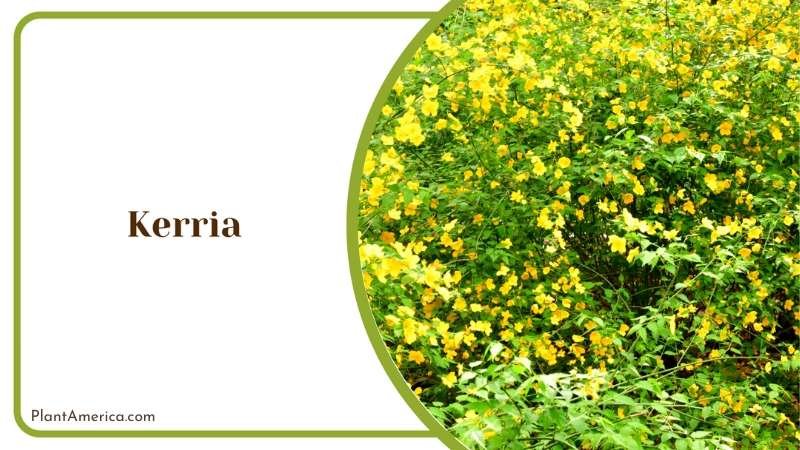 Yellow Kerria Bushes Plant America