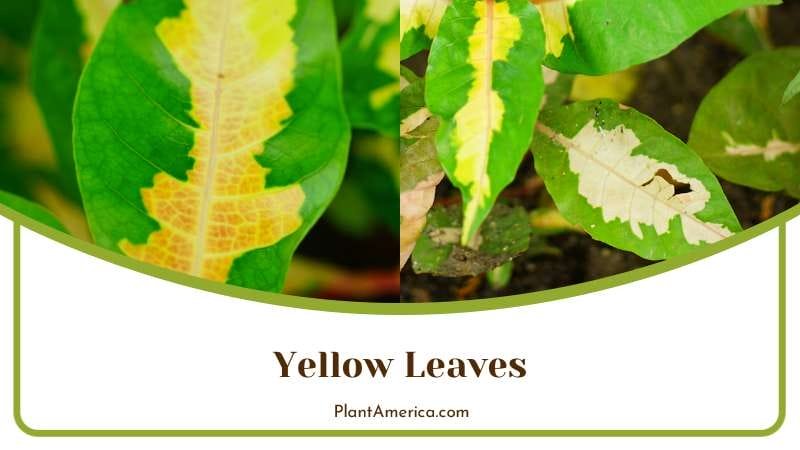 Yellow Leaves of Aglaonema PlantAmerica 2