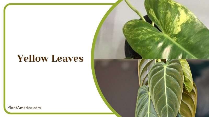 Yellow Leaves of White Knight Philodendron Plant America Yellow Leaves of White Knight Philodendron Plant America