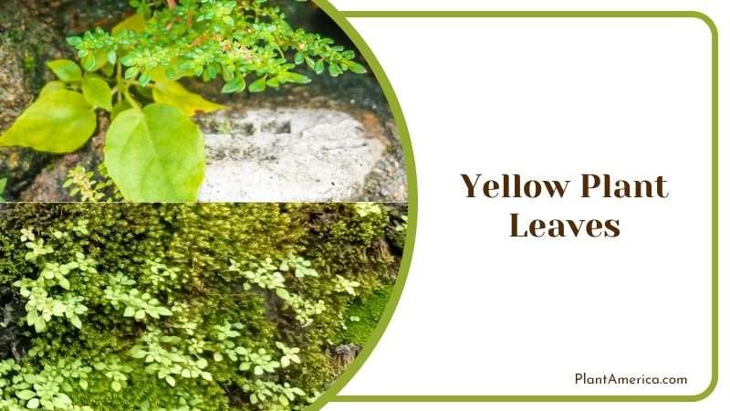 Yellow Microphylla Leaves Plant America Yellow Microphylla Leaves Plant America