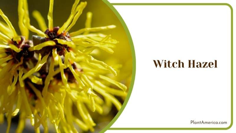 Yellow Witch Hazel Bushes Plant America
