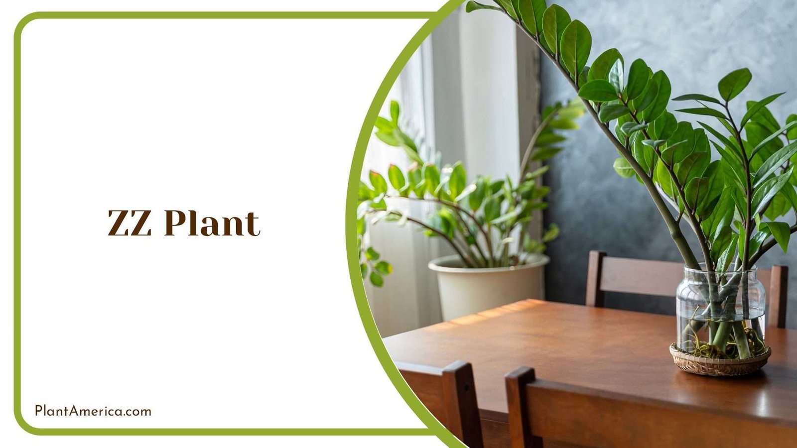 ZZ Indoor Plant Plant America 1 ZZ Indoor Plant Plant America 1